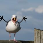 Dramatic Seagull