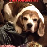 Grumpy Beagle | NO JUST VERY PUR JUDGMENT! | image tagged in grumpy beagle | made w/ Imgflip meme maker