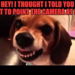 Grumpy Beagle don't like selfies | HEY! I THOUGHT I TOLD YOU NOT TO POINT THE CAMERA AT ME! | image tagged in grumpy beagle don't like selfies | made w/ Imgflip meme maker