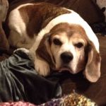 Grumpy Beagle | NO! IT'S MINE! | image tagged in grumpy beagle | made w/ Imgflip meme maker