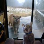 House Cat with Mountain Lion at the door