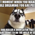 shocked huskie | THAT MOMENT WHEN YOU WAKE UP WHILE DREAMING YOU ARE PEEING; AND REALIZE A DROP LATER THAT YOU ARE ABOUT TO DO THE WALK OF SHAME | image tagged in shocked huskie | made w/ Imgflip meme maker