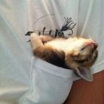 CuteKittenShirtPocket