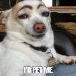 dog eyebrows | WOULD YOU PET ME? I'D PET ME. I'D PET ME SO HARD. | image tagged in dog eyebrows | made w/ Imgflip meme maker