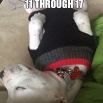 I LAID IT OUT FOR YOU. :D | PUPPY WEEK! SEPT 11 THROUGH 17; A LORDCAKETHIEF EVENT | image tagged in funny,animals,dogs,humor,puppy week,memes,my mom says i'm not a pit bull i'm a baby. i believe my mom- sh | made w/ Imgflip meme maker