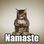 Cat Namaste | Namaste | image tagged in cat namaste | made w/ Imgflip meme maker