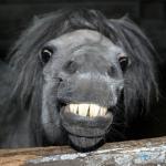 smiling horse meme
