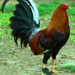 Gallo de pelea