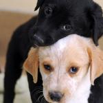 Puppy love 