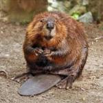 Beaver  meme