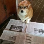 PAPER TRAINING FOR PUPPY WEEK! SEPT 11-17 A LORDCAKETHIEF EVENT :D | DON'T I GET TO; READ IT FIRST? | image tagged in newspaper dog,funny,memes,dogs,animals,puppy week | made w/ Imgflip meme maker