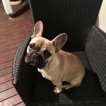 Chanel French Bulldog