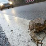 Toad on a Road