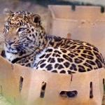 Leopard Cat Box