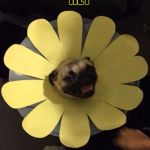 FLOWER PUG | HEY; THERE! | image tagged in flower pug,funny,memes,dogs,animals,pets | made w/ Imgflip meme maker