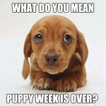 It's over :( | WHAT DO YOU MEAN; PUPPY WEEK IS OVER? | image tagged in sad puppy eyes,puppy week,jbmemegeek,cute puppies,funny dogs,cute animals | made w/ Imgflip meme maker