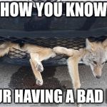 Having a Bad Day | HOW YOU KNOW; YOUR HAVING A BAD DAY | image tagged in having a bad day,mondays,wile e coyote,minding my own business when,what does the fox say,instant regret | made w/ Imgflip meme maker