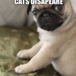 Angry Pug | HEY ALICE I CAN MAKE THOSE STUPID CATS DISAPEARE; I KNOW DOGS THAT KNOW DOGS | image tagged in angry pug | made w/ Imgflip meme maker
