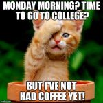 Monday Morning and it's time to go | MONDAY MORNING? TIME TO GO TO COLLEGE? BUT I'VE NOT HAD COFFEE YET! | image tagged in kitten facepalm | made w/ Imgflip meme maker