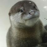 concerned otter