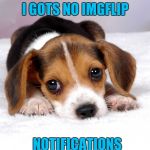 Sad puppy | I GOTS NO IMGFLIP; NOTIFICATIONS | image tagged in sad puppy,memes,wtf,saf | made w/ Imgflip meme maker