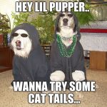 hey man.. want some weed... | HEY LIL PUPPER.. WANNA TRY SOME CAT TAILS... | image tagged in hey man want some weed | made w/ Imgflip meme maker