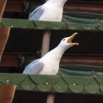 Seagull inhaling meme