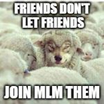 Sheep just got real | FRIENDS DON'T LET FRIENDS; JOIN MLM THEM | image tagged in sheep just got real | made w/ Imgflip meme maker