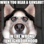Scared Dog | WHEN YOU HEAR A GUNSHOT; IN THE WRONG NEIGHBOURHOOD | image tagged in scared dog | made w/ Imgflip meme maker