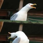 Inhaling Seagull meme