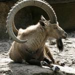 Billy goat big horns