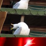 Inhaling seagull meme