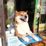 perro de la tienda