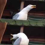 Inhaling Seagull Meme