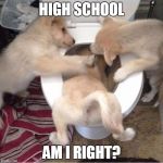 Recalling High School | HIGH SCHOOL; AM I RIGHT? | image tagged in toilet puppies,meme,memes,dogs,puppies | made w/ Imgflip meme maker