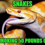 high af snake | SNAKES; AFTER SMOKING 50 POUNDS OF WEED | image tagged in high af snake | made w/ Imgflip meme maker