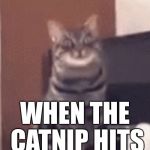 Catnip | WHEN THE CATNIP HITS | image tagged in catnip,memes | made w/ Imgflip meme maker