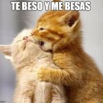 Kissing Kittens  | TE BESO Y ME BESAS | image tagged in kissing kittens | made w/ Imgflip meme maker