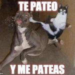 Cat Kicking Dog | TE PATEO; Y ME PATEAS | image tagged in cat kicking dog | made w/ Imgflip meme maker