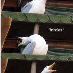 Inhaling seagull meme