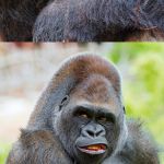 And now, Male gorillas in their natural habitat. | HERE ARE SOME IMAGES OF A TRIGGERED GORILLA. NO. WAIT, NO. WRONG IMAGE! | image tagged in wrong,image,memes | made w/ Imgflip meme maker