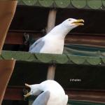 inhales seagull meme