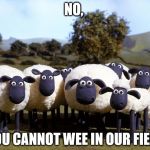 iPhone sheep | NO, YOU CANNOT WEE IN OUR FIELD | image tagged in iphone sheep | made w/ Imgflip meme maker