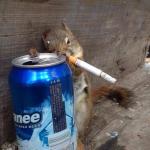 Party squirrel 