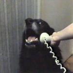 Phone dog