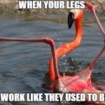 FlamingoLegs | WHEN YOUR LEGS; DONT WORK LIKE THEY USED TO BEFORE | image tagged in flamingolegs | made w/ Imgflip meme maker