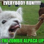 Alpaca lips | EVERYBODY RUN!!!!! IT'S THE ZOMBIE ALPACA LIPS!!! | image tagged in alpaca lips | made w/ Imgflip meme maker