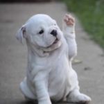 Puppy High Five  | WE ROCK!!! HIGH FIVE!!! | image tagged in puppy high five | made w/ Imgflip meme maker