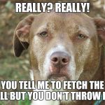 unamused dog | REALLY? REALLY! YOU TELL ME TO FETCH THE BALL BUT YOU DON'T THROW IT? | image tagged in unamused dog | made w/ Imgflip meme maker