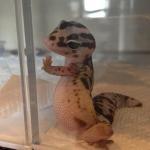 Sad Gecko